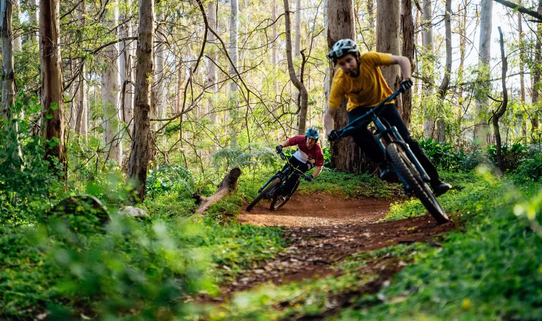 Two men riding mountain bikes on forest trails.