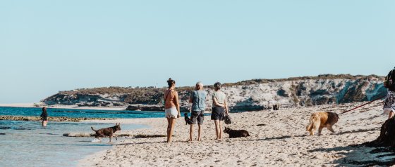 Dog enjoying a walk at Gnarabup Dog Beach with pet sitting services by Swell Stays in Margaret River.